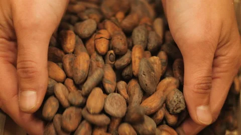 Abstract Background of Cocoa Beans for Making Delicious Dark Chocolate Falling Video stock 96774148