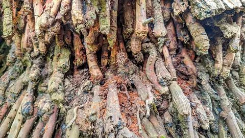 Abstract background of coconut tree roots Stock Photos