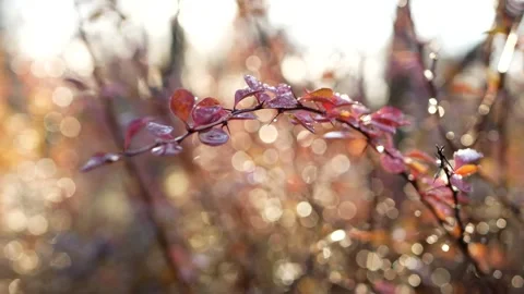 Abstract background - colorful leaves on a tree in an autumn park. 動画素材 143722780