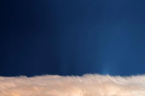 Abstract background with copy space with fluffy fur on blue wall Stock Photos