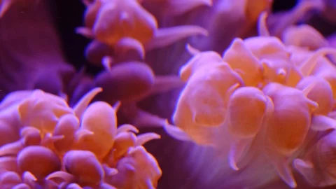Abstract background. Coral polyps. 4k Stock Footage 129537341