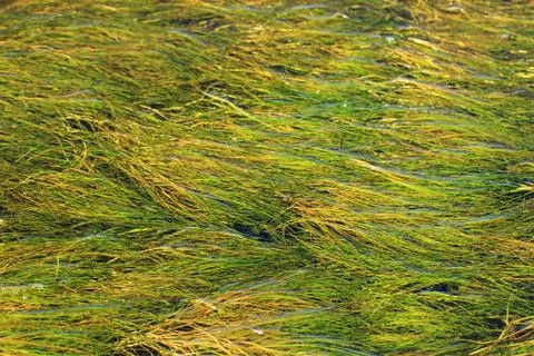 Abstract background of creeping algae on the water surface Stock Photos