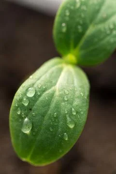 Abstract background cucumber leaf with water droplets Stock Photos