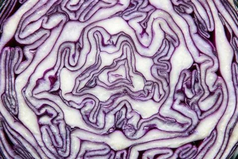 Abstract background from a cut of cauliflower, in white and purple tones Stock Photos