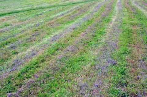 Abstract background. cut grass. Stock Photos