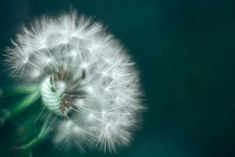 Abstract background dandelion close-up. Shallow depth of field. Stock Photos