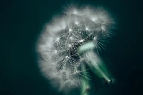 Abstract background dandelion close-up. Shallow depth of field. Stock Photos