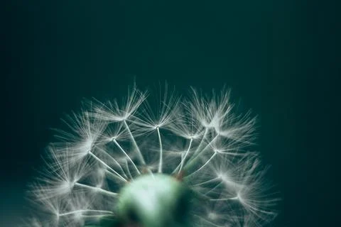 Abstract background dandelion close-up. Shallow depth of field. Stock Photos