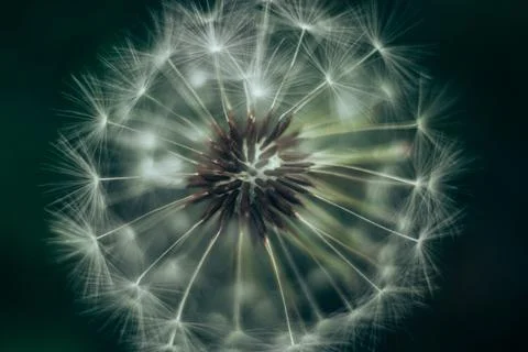 Abstract background dandelion close-up. Shallow depth of field. Stock Photos
