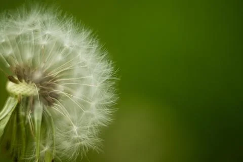 Abstract background dandelion close-up. Shallow depth of field. Stock Photos