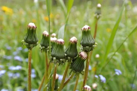 Abstract background dandelion Stock Photos