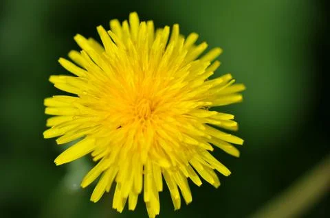 Abstract background dandelion Stock Photos