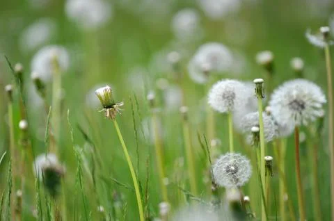 Abstract background dandelion Stock Photos
