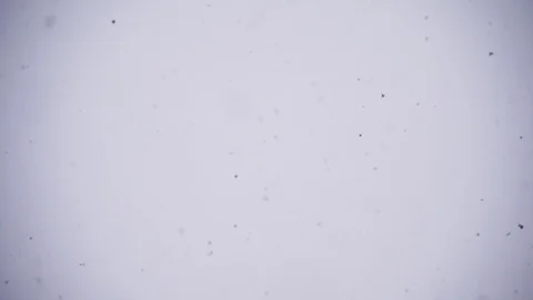 Abstract background of dark particles of snowflakes which slowly fall on a white Stock Footage 94795588