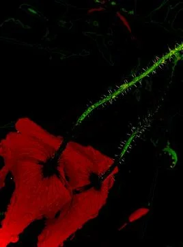 Abstract background with defocus on a black background. Stock Photos