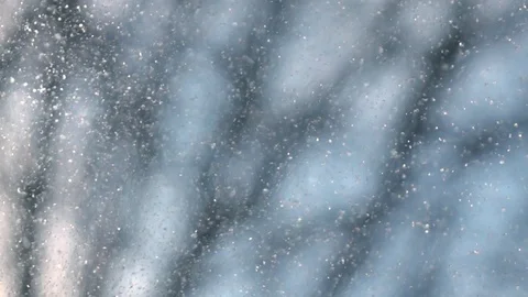 Abstract background with defocused leafless forest and snowstorm above camera Stock Footage 87871040