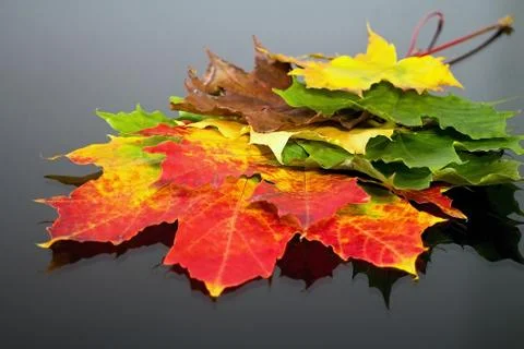 Abstract background of differently colored maple leaves. Magical autumn color Stock-Fotos