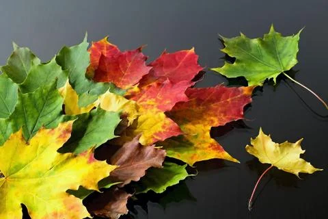 Abstract background of differently colored maple leaves. Magical autumn color Stock-Fotos