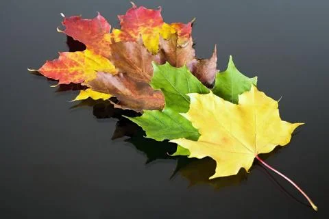 Abstract background of differently colored maple leaves. Magical autumn color Stock Photos