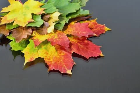 Abstract background of differently colored maple leaves. Magical autumn color Stock Photos