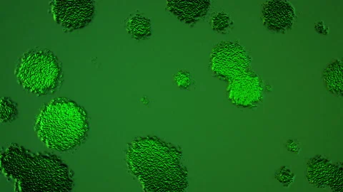 Abstract Background Digital Virus Coloured 46 Stock Footage 142967341