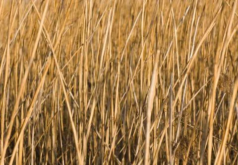 Abstract background with dreid reed Stock Photos