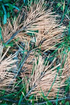 Abstract background with dried pine branches on green grass Stock Photos