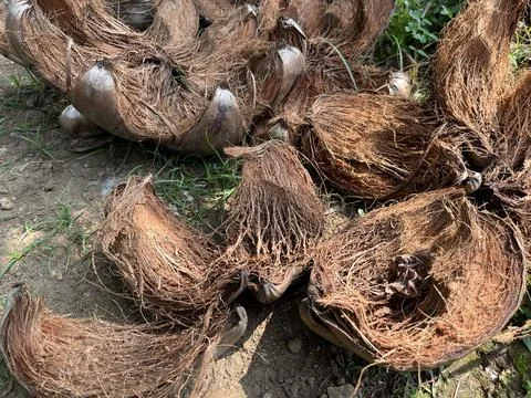 Abstract background of dry coconut shell Foto stock