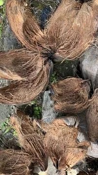 Abstract background of dry coconut shell 스톡 사진