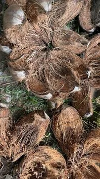 Abstract background of dry coconut shell Stockfoto's