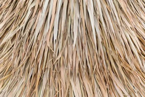 Abstract background of dry leaf Stock Photos