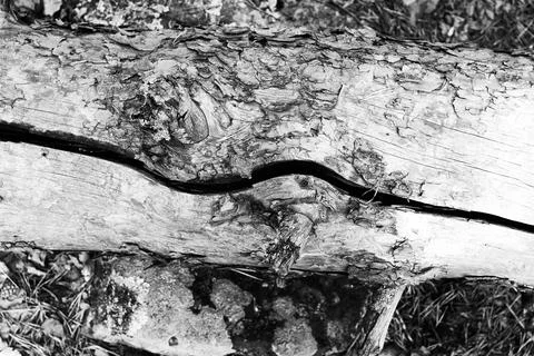 Abstract background a dry tree branch cracked in half Stock Photos