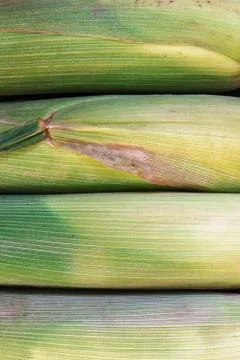 Abstract background with ear of corn wrapped in leaves Stock Photos