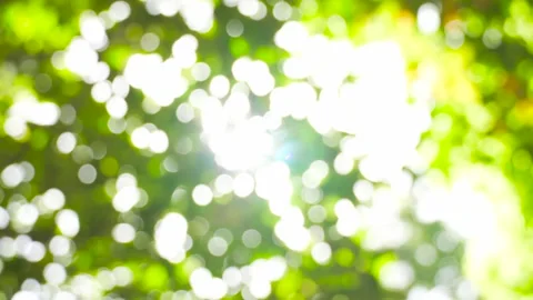 Abstract background of early summer sunlight filtering through green tree leaves Stock Footage 342329511