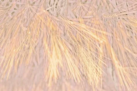 Abstract background with ears of wheat, vibrating shades, painted in the fa.. 写真素材