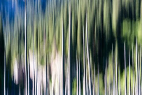 Abstract background of empty trees blurred Stock Photos