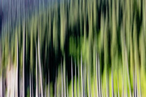 Abstract background of empty trees blurred Foto stock