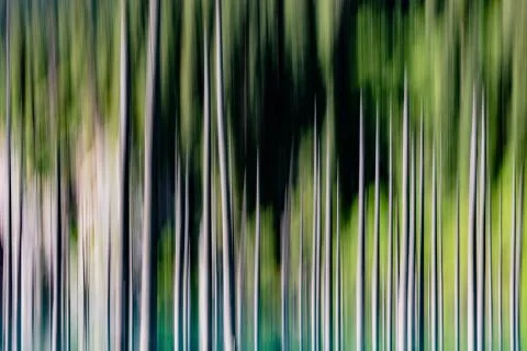 Abstract background of empty trees blurred Stock Photos