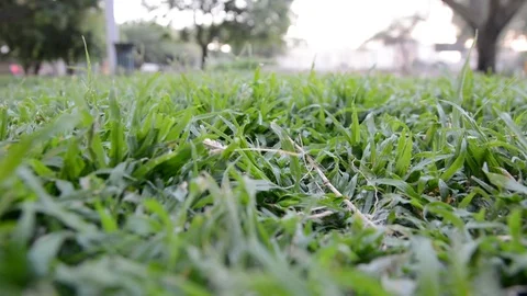 Abstract background. Evening grass with dew in summer park Видео 113485543