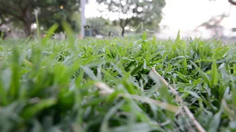 Abstract background. Evening grass with dew in summer park Vidéo 113485620