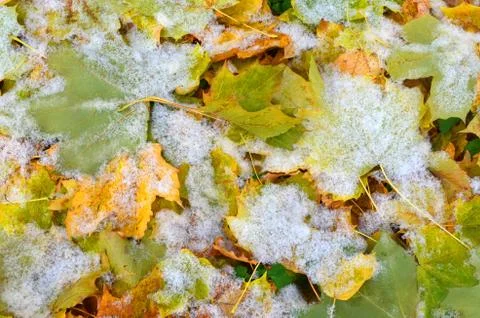 Abstract background. The fall and winter met. Stock Photos