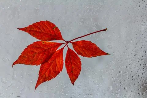 Abstract background fall, glass drops autumn yellow leaves wet october weathe 库存照片