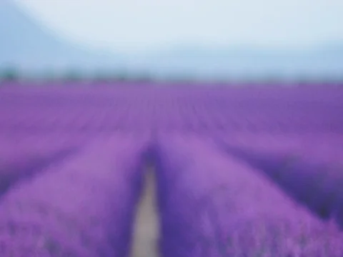 Abstract Background: Field of Blooming Lavender Flowers Swaying in the Wind. Stock-Footage 73446192