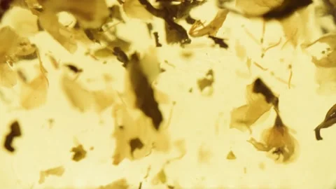 Abstract background of floating herbal particles in close-up Stock Footage 135012071