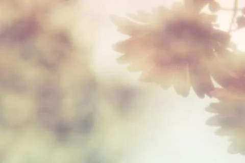 Abstract background flower Stock Photos