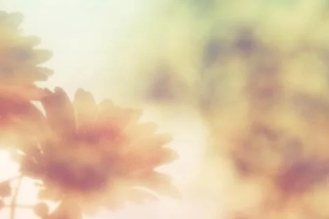 Abstract background flower Stock Photos