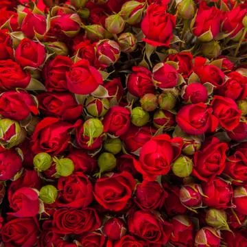 Abstract background of flowers. close-up. Stock Photos