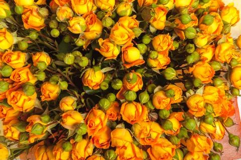 Abstract background of flowers. close-up. Stock Photos