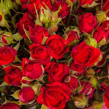 Abstract background of flowers. Close-up. Stock Photos