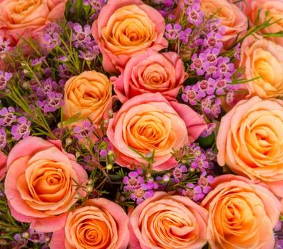 Abstract background of flowers. Close-up. Stock Photos